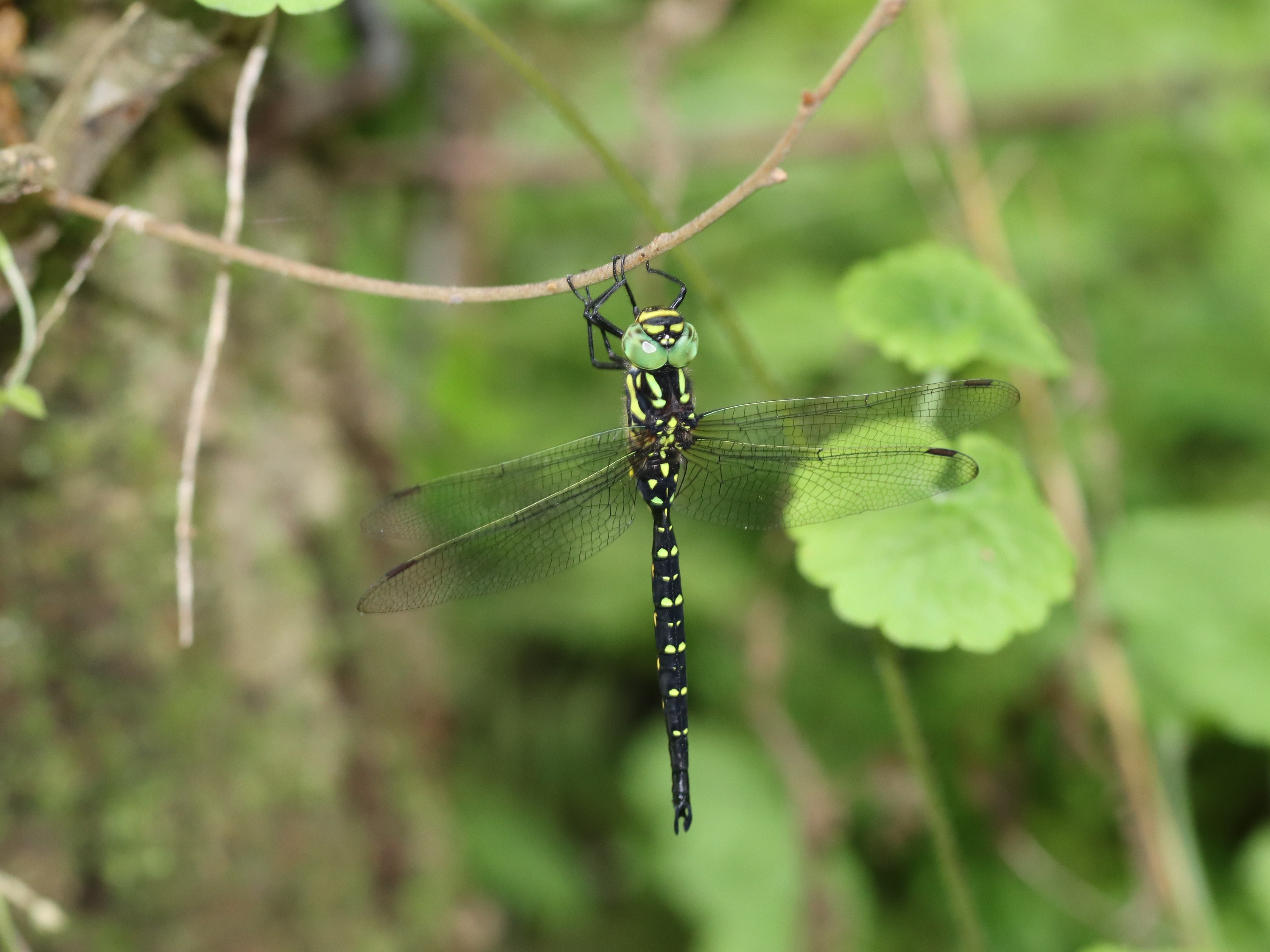 photo_1